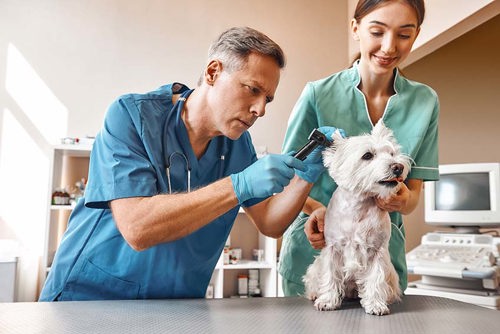 veterinarian and assistant evaluating dog