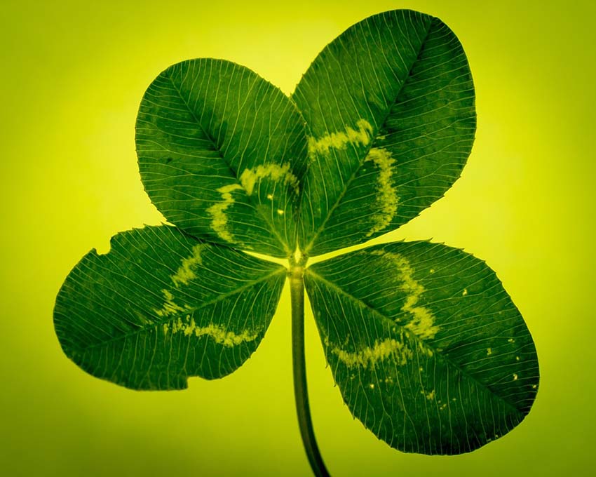 4 Leaf Clover